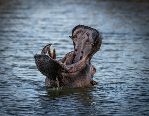 A Hippopotamus amphibius roars in the Khwai River, Botswana