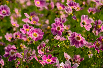 三光コスモス園