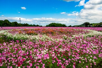 Obraz premium 三光コスモス園