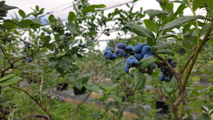 Fresh blueberries ready for seasonal picking on a farm.