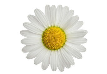 Isolated daisy bloom with bright yellow center and white petals in full vibrant view