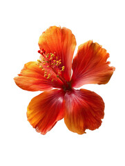 Bright orange hibiscus flower, with pollen, isolated on a black field