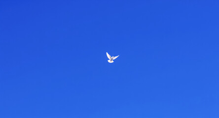 Graceful white dove soaring freely against a vast, clear blue sky, symbolizing peace, hope, and new beginnings in flight.