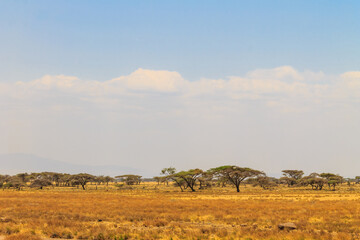 Obraz premium View of Serengeti national park, Tanzania