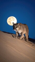 Cougar Walking on Sand Dune Under Full Moon at Night