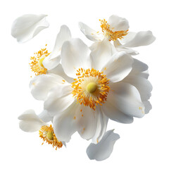 White anemone flowers with yellow centers against black background