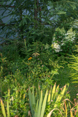 Beautiful varietal hydrangeas in the summer garden