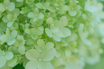 Beautiful varietal hydrangeas in the summer garden