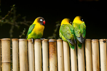 Three colourful small parrots on a branch