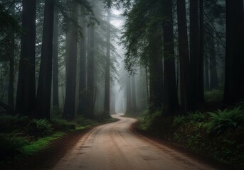 A dirt road in the middle of a foggy forest