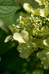 Beautiful varietal hydrangeas in the summer garden