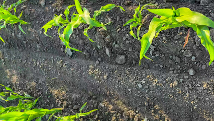 Tender corn sprouts emerge from rich earth, heralding Sow Day festivities, connecting ancient agrarian rituals to spring renewal