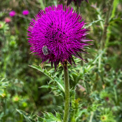 Prickly thistle bursts with vibrant fuchsia, echoing Scottish Highland reveries and Uncommon Instruments Awareness Day's unique charm