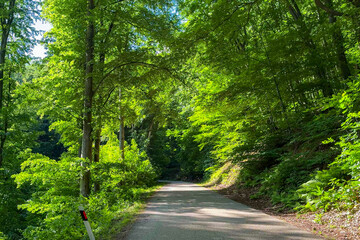 Pathway through sun-dappled forest whispers tales of midsummer solstice and sylvan ruminations, perfect for Woodland Faerie Day adventures