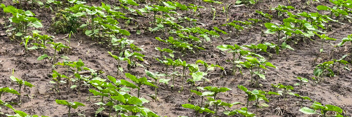Young cotton plants brave the rain-soaked soil, symbolizing growth and renewal for Earth Day and National Agriculture Day