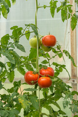 Tomatoes ripen in the greenhouse in the summer.