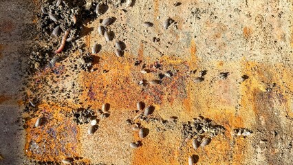 Enticing rust texture with scattered seeds and whispers of decay, evoking autumnal equinox rituals and earth-centered sustainability celebrations