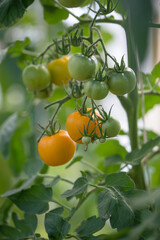 Tomatoes ripen in the greenhouse in the summer.