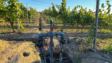 An intricate vineyard irrigation system thrives under golden daylight, capturing the essence of Earth Day and Global Soil Week