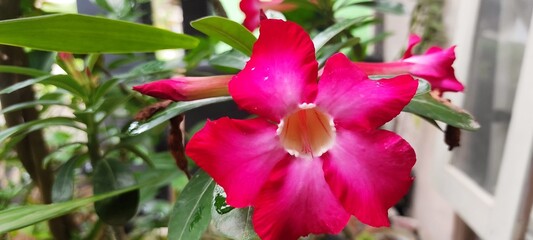 Close Up Beautiful Desert Rose Flower (Adenium Obesum) with Bright Pink Petals
