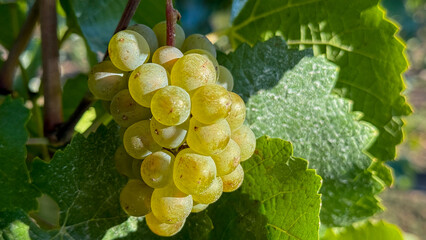 Golden grapes glisten under sunlit foliage, evoking autumnal harvests and Bacchus festivals,...