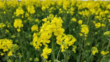 Golden fields of mustard blooms whisper tales of Midsummer's Night festival, vibrant agriculture,...