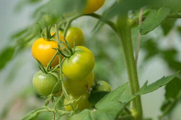 Tomatoes ripen in the greenhouse in the summer.
