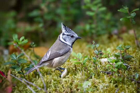The crested tit or European crested tit, Lophophanes cristatus in finnish taiga