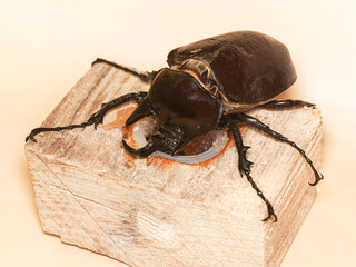 Scarabée rhinocéros japonais (Trypoxylus dichotomus) sur bois – macro détaillée du coléoptère mâle, gros plan sur la corne, pattes et texture brillante de la carapace.