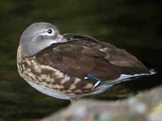Canard mandarin femelle (Aix galericulata) au repos sur l’eau calme du Bois de Boulogne, Paris — photographie naturaliste détaillée d’oiseau aquatique.