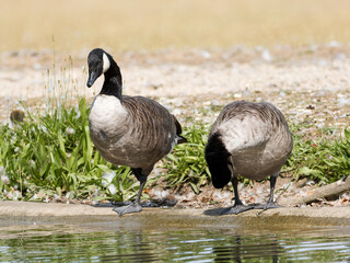 Bernaches du Canada (Branta canadensis) au bord de l’eau au Bois de Boulogne à Paris — oiseaux aquatiques observant leur reflet dans un environnement urbain paisible.