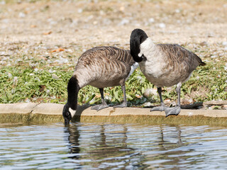 Bernaches du Canada (Branta canadensis) au bord de l’eau au Bois de Boulogne à Paris — oiseaux aquatiques observant leur reflet dans un environnement urbain paisible.