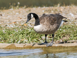 Bernaches du Canada (Branta canadensis) au bord de l’eau au Bois de Boulogne à Paris — oiseaux aquatiques observant leur reflet dans un environnement urbain paisible.
