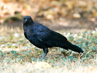 Corneille noire (Corvus corone) au Bois de Boulogne à Paris.