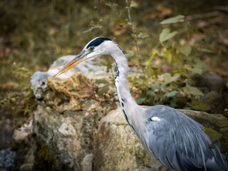 Héron cendré (Ardea cinerea) au bord de l’eau dans la végétation du Bois de Boulogne à Paris — grand échassier en observation.