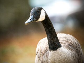 Bernaches du Canada (Branta canadensis) au bord du lac du Bois de Boulogne à Paris — oies urbaines en milieu naturel.