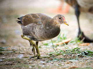 Gallinule poule-d’eau juvénile (Gallinula chloropus) marchant au bord du lac au Bois de Boulogne à Paris.