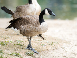 Bernache du Canada (Branta canadensis) blessée au bord du lac du Bois de Boulogne à Paris.