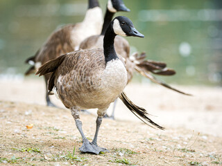 Bernache du Canada (Branta canadensis) blessée au bord du lac du Bois de Boulogne à Paris.