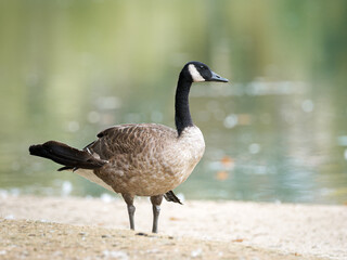 Fototapeta premium Bernaches du Canada (Branta canadensis) au bord du lac du Bois de Boulogne à Paris — oies urbaines en milieu naturel.