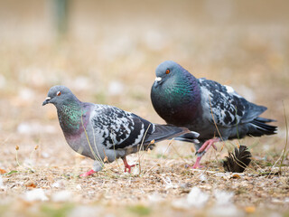 Parade amoureuse de pigeons bisets (Columba livia var. domestica) au Bois de Boulogne à Paris — comportement nuptial et interaction sociale chez les oiseaux urbains.