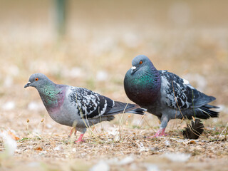 Parade amoureuse de pigeons bisets (Columba livia var. domestica) au Bois de Boulogne à Paris — comportement nuptial et interaction sociale chez les oiseaux urbains.