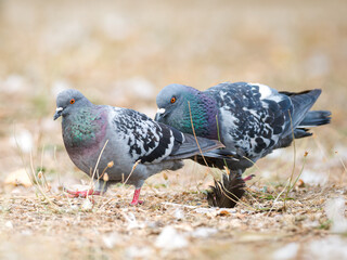 Parade amoureuse de pigeons bisets (Columba livia var. domestica) au Bois de Boulogne à Paris —...