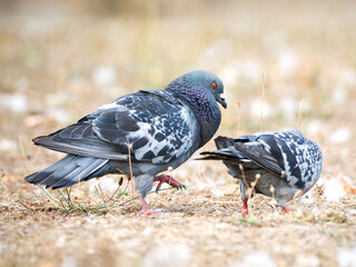 Parade amoureuse de pigeons bisets (Columba livia var. domestica) au Bois de Boulogne à Paris — comportement nuptial et interaction sociale chez les oiseaux urbains.
