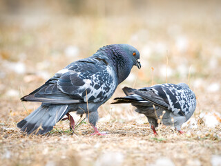 Parade amoureuse de pigeons bisets (Columba livia var. domestica) au Bois de Boulogne à Paris — comportement nuptial et interaction sociale chez les oiseaux urbains.