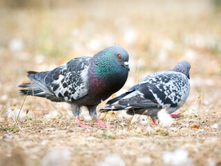 Parade amoureuse de pigeons bisets (Columba livia var. domestica) au Bois de Boulogne à Paris — comportement nuptial et interaction sociale chez les oiseaux urbains.