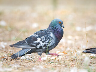 Parade amoureuse de pigeons bisets (Columba livia var. domestica) au Bois de Boulogne à Paris — comportement nuptial et interaction sociale chez les oiseaux urbains.
