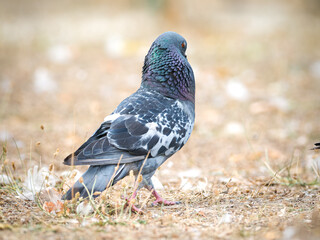 Parade amoureuse de pigeons bisets (Columba livia var. domestica) au Bois de Boulogne à Paris — comportement nuptial et interaction sociale chez les oiseaux urbains.