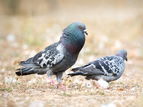 Parade amoureuse de pigeons bisets (Columba livia var. domestica) au Bois de Boulogne à Paris — comportement nuptial et interaction sociale chez les oiseaux urbains. - Powered by Adobe