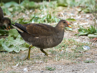 Gallinule poule-d’eau juvénile (Gallinula chloropus) marchant au bord du lac au Bois de Boulogne à Paris.